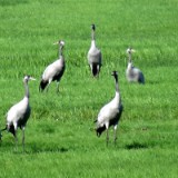 2409H 29 Oste Kraniche